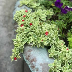 Aptenia cordifolia Variegata, Variegated Baby Sun Rose, Variegated Dew Plant, Variegated Heart-Leaf Ice Plant, Variegated Rock Rose, Variegated Noon Flower, Variegated Red Apple, Variegated Ice Plant