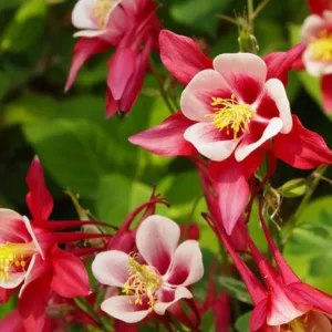 Aquilegia Crimson Star, Columbine Crimson Star, Granny's Bonnet Crimson Star, Aquilegia hybrida Crimson Star, Red Aquilegia, Bicolor Aquilegia