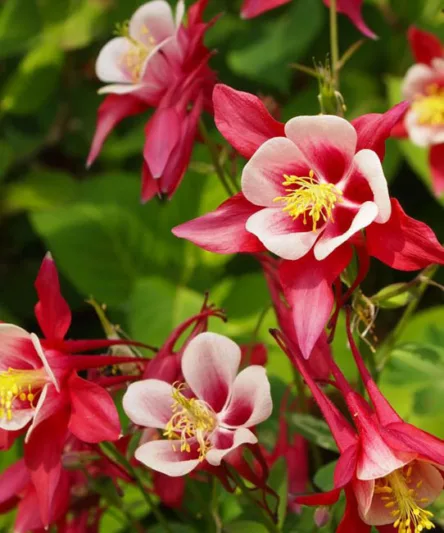 Aquilegia Crimson Star, Columbine Crimson Star, Granny's Bonnet Crimson Star, Aquilegia hybrida Crimson Star, Red Aquilegia, Bicolor Aquilegia