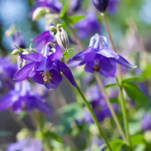 Aquilegia Alpina, Alpine Columbine, Aquilegia Montana, Mountain Columbine, Alpine Monk's Head Lily, Blue Aquilegia