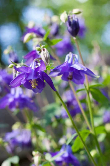 Aquilegia Alpina, Alpine Columbine, Aquilegia Montana, Mountain Columbine, Alpine Monk's Head Lily, Blue Aquilegia