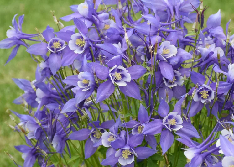 Aquilegia caerulea Kirigami Deep Blue & White (Columbine), Columbine Kirigami Deep Blue & White, Granny's Bonnet Kirigami Deep Blue & White, Kirigami series, Blue Columbine, Blue Aquilegia, Bicolor Columbine,