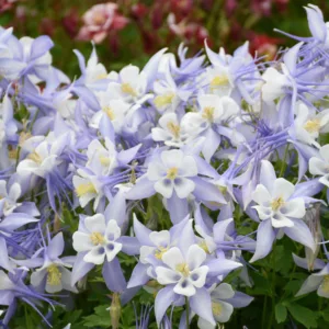 Aquilegia caerulea Kirigami Light Blue & White (Columbine), Columbine Kirigami Light Blue & White, Granny's Bonnet Kirigami Light Blue & White, Kirigami series, Blue Columbine, Blue Aquilegia, Bicolor Columbine,