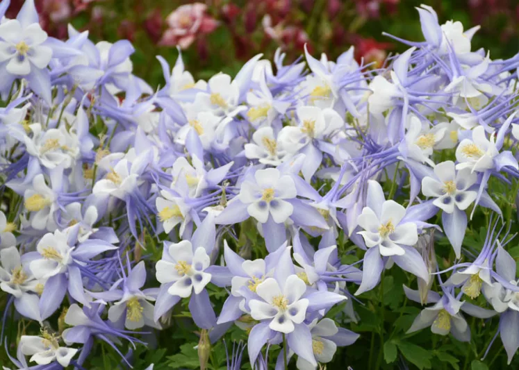 Aquilegia caerulea Kirigami Light Blue & White (Columbine), Columbine Kirigami Light Blue & White, Granny's Bonnet Kirigami Light Blue & White, Kirigami series, Blue Columbine, Blue Aquilegia, Bicolor Columbine,