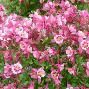 Aquilegia caerulea Kirigami Rose & Pink (Columbine), Columbine Kirigami Rose & Pink, Granny's Bonnet Kirigami Rose & Pink, Kirigami series, Pink Columbine, Pink Aquilegia, Bicolor Columbine,