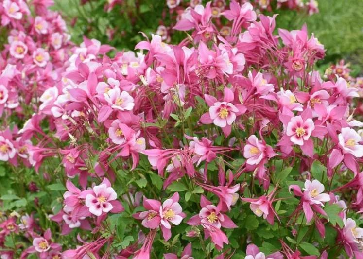 Aquilegia caerulea Kirigami Rose & Pink (Columbine), Columbine Kirigami Rose & Pink, Granny's Bonnet Kirigami Rose & Pink, Kirigami series, Pink Columbine, Pink Aquilegia, Bicolor Columbine,