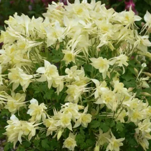 Aquilegia caerulea Kirigami Yellow (Columbine), Columbine Kirigami Yellow, Granny's Bonnet Kirigami Yellow, Kirigami series, Yellow Columbine, Yellow Aquilegia, Bicolor Columbine,