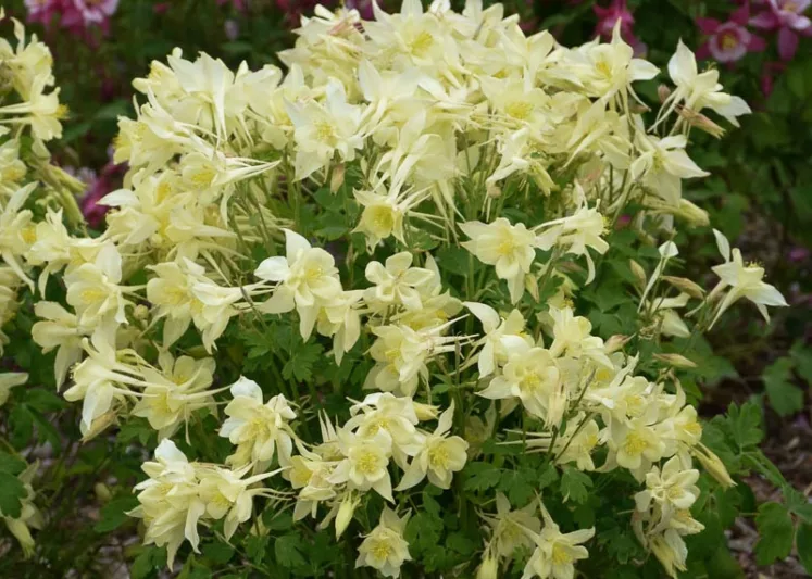 Aquilegia caerulea Kirigami Yellow (Columbine), Columbine Kirigami Yellow, Granny's Bonnet Kirigami Yellow, Kirigami series, Yellow Columbine, Yellow Aquilegia, Bicolor Columbine,