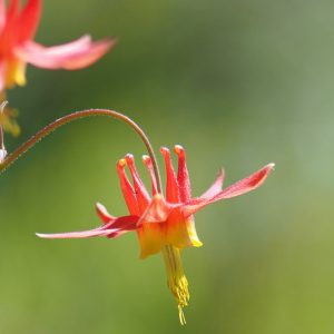 Aquilegia Canadensis, Canadian Columbine, Canada Columbine, Eastern Red columbine, Wild Columbine, Red Aquilegia, Bicolor Aquilegia