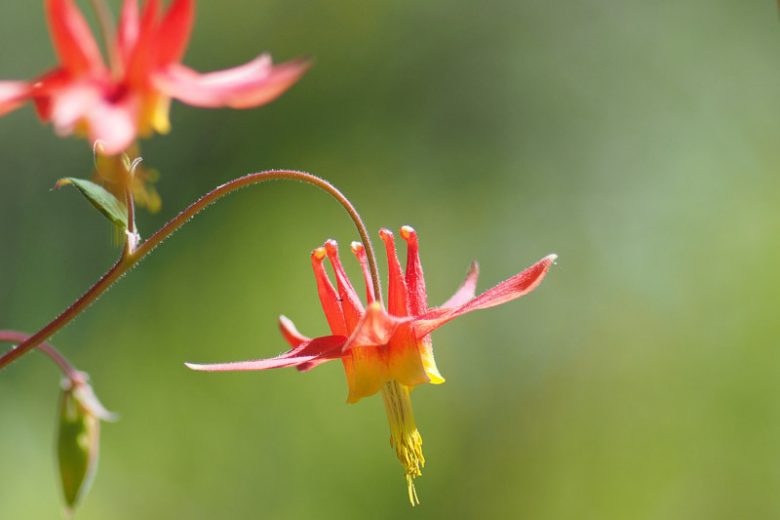 Aquilegia Canadensis, Canadian Columbine, Canada Columbine, Eastern Red columbine, Wild Columbine, Red Aquilegia, Bicolor Aquilegia