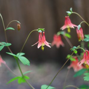 Aquilegia Canadensis, Canadian Columbine, Canada Columbine, Eastern Red columbine, Wild Columbine, Red Aquilegia, Bicolor Aquilegia