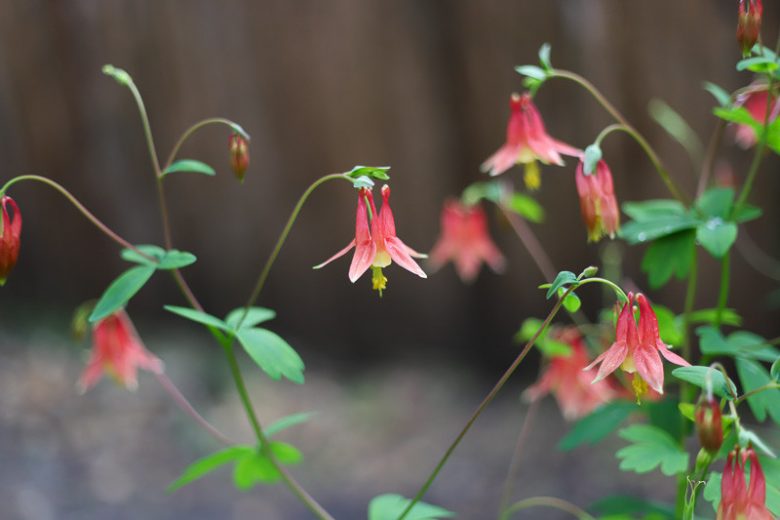 Aquilegia Canadensis, Canadian Columbine, Canada Columbine, Eastern Red columbine, Wild Columbine, Red Aquilegia, Bicolor Aquilegia