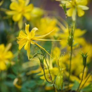 Aquilegia Chrysantha, Golden Columbine, Golden-Flowered Columbine,  Yellow Columbine, Southwestern Yellow Columbine, Yellow Aquilegia