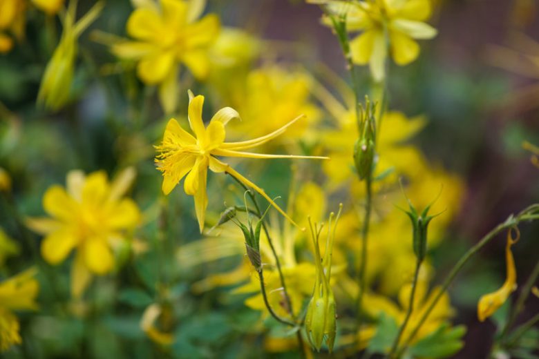 Aquilegia Chrysantha, Golden Columbine, Golden-Flowered Columbine,  Yellow Columbine, Southwestern Yellow Columbine, Yellow Aquilegia