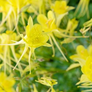 Aquilegia Chrysantha 'Yellow Queen', Golden Columbine 'Yellow Queen', Golden Columbine, Aquilegia Chrysantha, Columbine 'Yellow Queen', Granny's Bonnet 'Yellow Queen', Yellow Aquilegia, Yellow Columbine