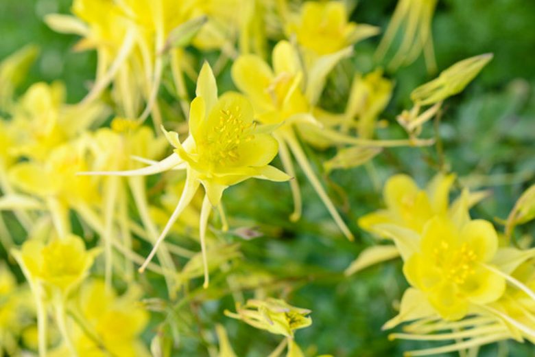 Aquilegia Chrysantha 'Yellow Queen', Golden Columbine 'Yellow Queen', Golden Columbine, Aquilegia Chrysantha, Columbine 'Yellow Queen', Granny's Bonnet 'Yellow Queen', Yellow Aquilegia, Yellow Columbine