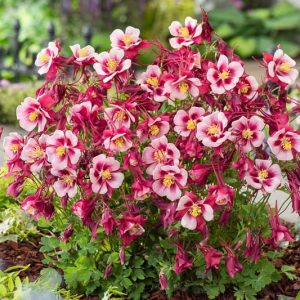 Aquilegia Earlybird Red White (Columbine), Columbine Earlybird Red White, Granny's Bonnet Earlybird Red White, Earlybird series, Red Columbine, Red Aquilegia, Bicolor Columbine,