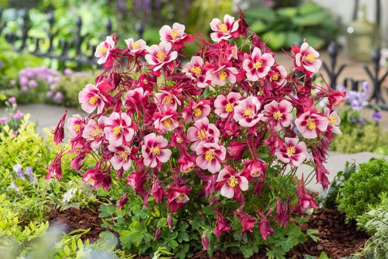 Aquilegia Earlybird Red White (Columbine), Columbine Earlybird Red White, Granny's Bonnet Earlybird Red White, Earlybird series, Red Columbine, Red Aquilegia, Bicolor Columbine,