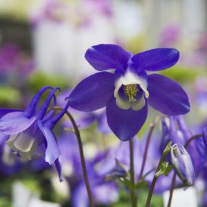 Aquilegia flabellata, Fan-Leaved Columbine, Aquilegia akitensis, Wild Columbine, Blue Aquilegia, Bicolor Aquilegia