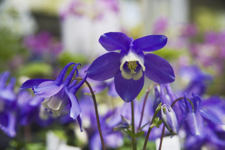 Aquilegia flabellata, Fan-Leaved Columbine, Aquilegia akitensis, Wild Columbine, Blue Aquilegia, Bicolor Aquilegia