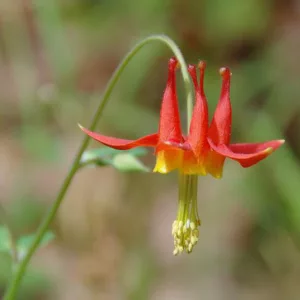 Aquilegia Formosa, Western Columbine, Crimson Columbine, Scarlet columbine, Red columbine, Red Aquilegia