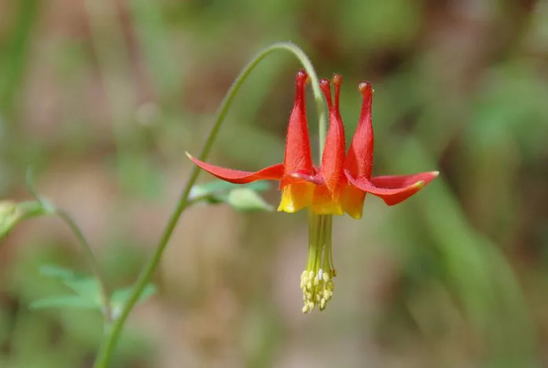 Aquilegia Formosa, Western Columbine, Crimson Columbine, Scarlet columbine, Red columbine, Red Aquilegia