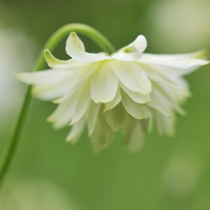 Aquilegia Lime Sorbet, Columbine Lime Sorbet, Granny's Bonnet 'Lime Sorbet', White Aquilegia, White Columbine, Double Columbine