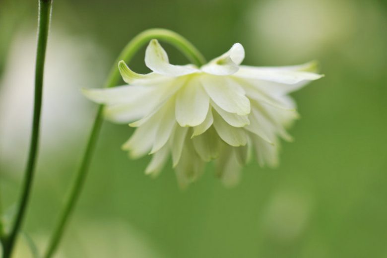 Aquilegia Lime Sorbet, Columbine Lime Sorbet, Granny's Bonnet 'Lime Sorbet', White Aquilegia, White Columbine, Double Columbine