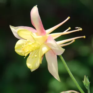 Aquilegia 'McKana', Columbine 'McKana', Columbine 'McKana Hybrid', Granny's Bonnet 'McKana Hybrid', Grannies Bonnet 'McKana Hybrid', Red Aquilegia, Bicolor Aquilegia