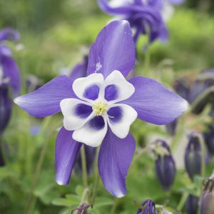 Aquilegia Songbird 'Blue Bird',Columbine Songbird 'Blue Bird', Granny's Bonnet Songbird 'Blue Bird', Aquilegia Hybrida Songbird 'Blue Bird' , Blue Aquilegia, Bicolor Aquilegia, Aquilegia Songbird Series