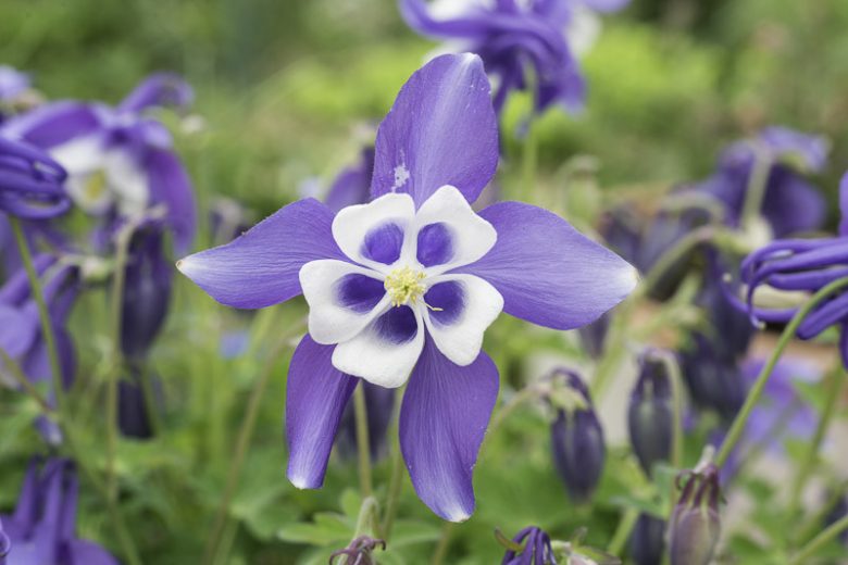 Aquilegia Songbird 'Blue Bird',Columbine Songbird 'Blue Bird', Granny's Bonnet Songbird 'Blue Bird', Aquilegia Hybrida Songbird 'Blue Bird' , Blue Aquilegia, Bicolor Aquilegia, Aquilegia Songbird Series