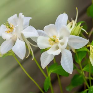 Aquilegia Songbird 'Dove',Columbine Songbird 'Dove', Granny's Bonnet Songbird 'Dove', Aquilegia Hybrida Songbird 'Dove', White Aquilegia, Aquilegia Songbird Series