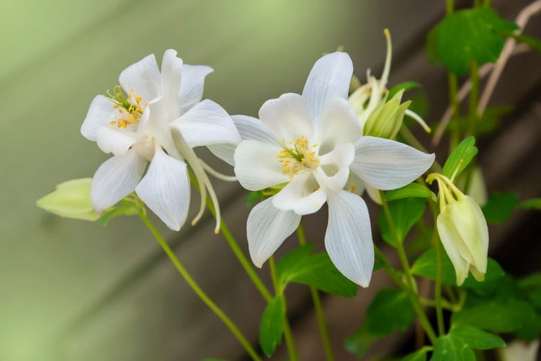 Aquilegia Songbird 'Dove',Columbine Songbird 'Dove', Granny's Bonnet Songbird 'Dove', Aquilegia Hybrida Songbird 'Dove', White Aquilegia, Aquilegia Songbird Series