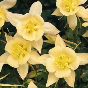 Aquilegia Songbird 'Goldfinch',Columbine Songbird 'Goldfinch', Granny's Bonnet Songbird 'Goldfinch', Aquilegia Goldfinch , Yellow Aquilegia, Bicolor Aquilegia, Aquilegia Songbird Series