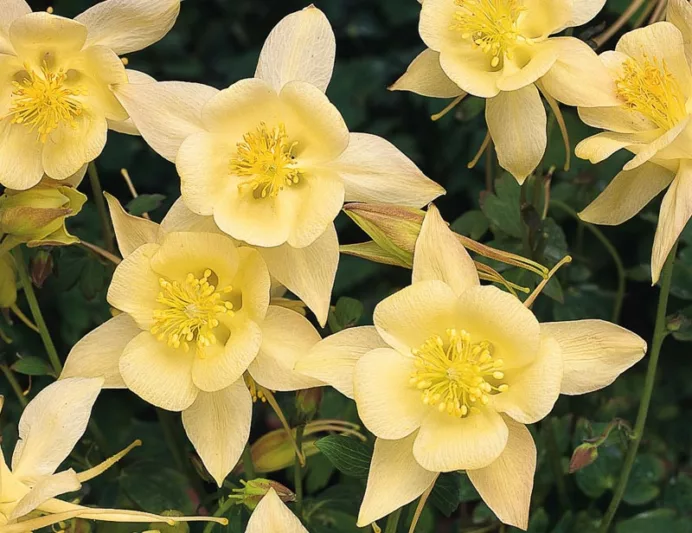 Aquilegia Songbird 'Goldfinch',Columbine Songbird 'Goldfinch', Granny's Bonnet Songbird 'Goldfinch', Aquilegia Goldfinch , Yellow Aquilegia, Bicolor Aquilegia, Aquilegia Songbird Series