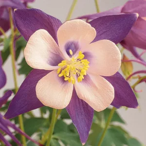 Aquilegia Songbird 'Nightingale',Columbine Songbird 'Nightingale', Granny's Bonnet Songbird 'Nightingale', Aquilegia Nightingale , Lavender Aquilegia, Bicolor Aquilegia, Aquilegia Songbird Series