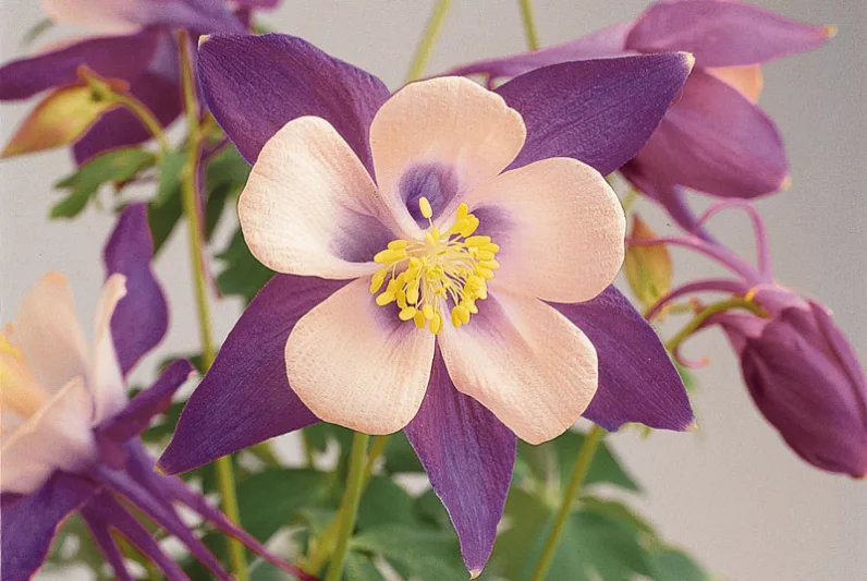 Aquilegia Songbird 'Nightingale',Columbine Songbird 'Nightingale', Granny's Bonnet Songbird 'Nightingale', Aquilegia Nightingale , Lavender Aquilegia, Bicolor Aquilegia, Aquilegia Songbird Series
