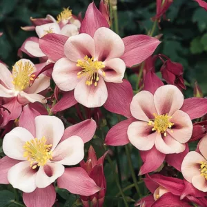 Aquilegia Songbird 'Robin',Columbine Songbird 'Robin', Granny's Bonnet Songbird 'Robin', Aquilegia Robin , Pink Aquilegia, Bicolor Aquilegia, Aquilegia Songbird Series