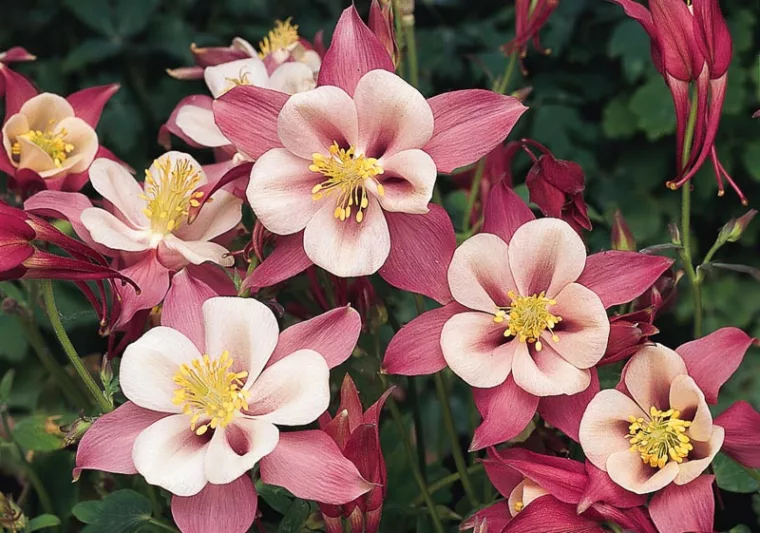 Aquilegia Songbird 'Robin',Columbine Songbird 'Robin', Granny's Bonnet Songbird 'Robin', Aquilegia Robin , Pink Aquilegia, Bicolor Aquilegia, Aquilegia Songbird Series