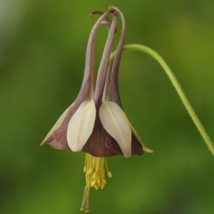 Aquilegia viridiflora 'Chocolate Soldier', Green-Flowered Columbine 'Chocolate Soldier', Green Columbine 'Chocolate Soldier', Wild Columbine, Chocolate Aquilegia, Bicolor Aquilegia