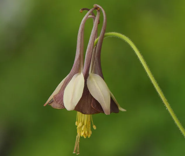 Aquilegia viridiflora 'Chocolate Soldier', Green-Flowered Columbine 'Chocolate Soldier', Green Columbine 'Chocolate Soldier', Wild Columbine, Chocolate Aquilegia, Bicolor Aquilegia