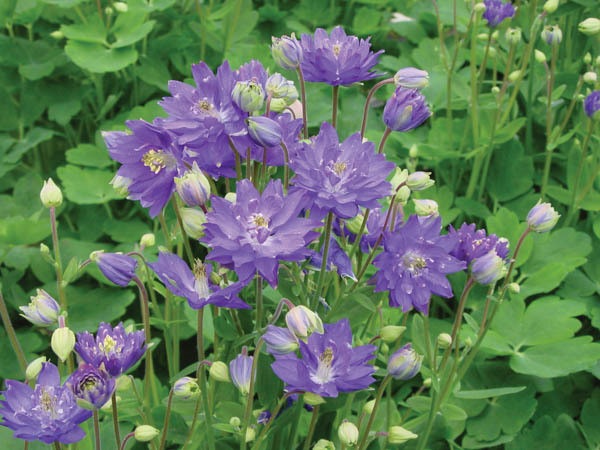 Aquilegia Vulgaris 'Clementine Blue', Columbine 'Clementine Blue', Monk's Head Lily 'Clementine Blue', Blue Columbine