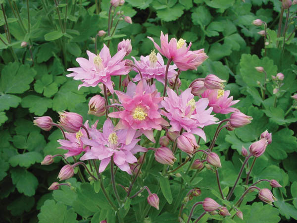 Aquilegia Vulgaris 'Clementine Rose', Columbine 'Clementine Rose', Monk's Head Lily 'Clementine Rose', Pink Columbine, Pink Aquilegia