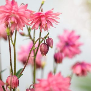 Aquilegia Vulgaris 'Clementine Salmon Rose', Columbine 'Clementine Salmon Rose', Monk's Head Lily 'Clementine Salmon Rose', Pink Columbine, Pink Aquilegia, Salmon Columbine, Salmon Aquilegia