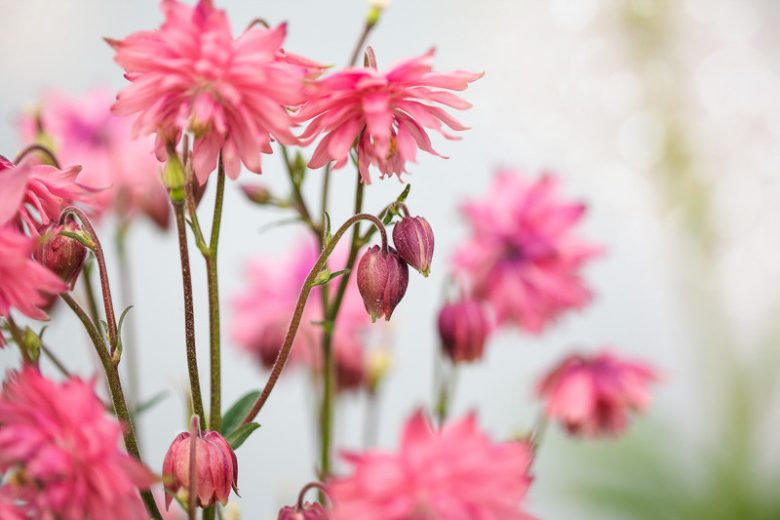 Aquilegia Vulgaris 'Clementine Salmon Rose', Columbine 'Clementine Salmon Rose', Monk's Head Lily 'Clementine Salmon Rose', Pink Columbine, Pink Aquilegia, Salmon Columbine, Salmon Aquilegia