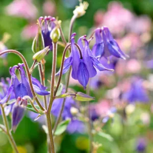 Aquilegia Vulgaris, Columbine, Granny's Bonnet, European Crowfoot, European Columbine, Common Columbine, Granny's Nightcap , Blue Columbine, Purple Columbine