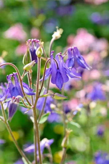 Aquilegia Vulgaris, Columbine, Granny's Bonnet, European Crowfoot, European Columbine, Common Columbine, Granny's Nightcap , Blue Columbine, Purple Columbine
