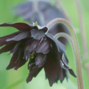 Aquilegia Vulgaris 'Black Barlow', Aquilegia 'Black Barlow',Columbine 'Black Barlow', Granny's Bonnet 'Black Barlow', Clematis-Flowered Columbine 'Black Barlow', Clematis-Flowered Granny's Bonnet 'Black Barlow', Black Columbine