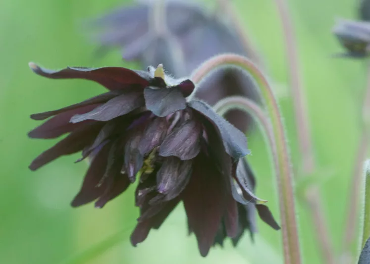 Aquilegia Vulgaris 'Black Barlow', Aquilegia 'Black Barlow',Columbine 'Black Barlow', Granny's Bonnet 'Black Barlow', Clematis-Flowered Columbine 'Black Barlow', Clematis-Flowered Granny's Bonnet 'Black Barlow', Black Columbine