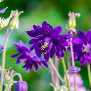 Aquilegia Vulgaris 'Blue Barlow', Columbine 'Blue Barlow', Granny's Bonnet 'Blue Barlow', Clematis-Flowered Columbine 'Blue Barlow', Clematis-Flowered Granny's Bonnet 'Blue Barlow', Purple Columbine